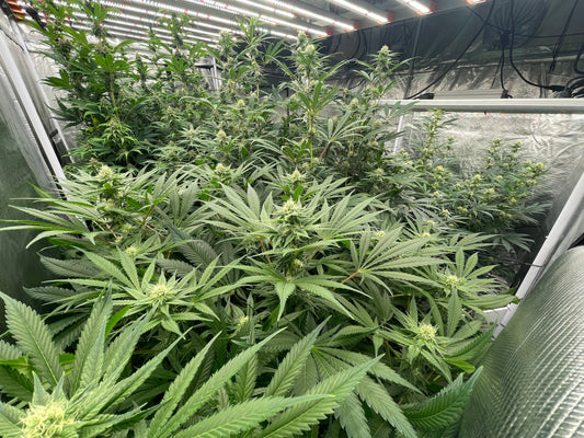 The Ultimate Beginner’s Guide to Growing Cannabis at Home