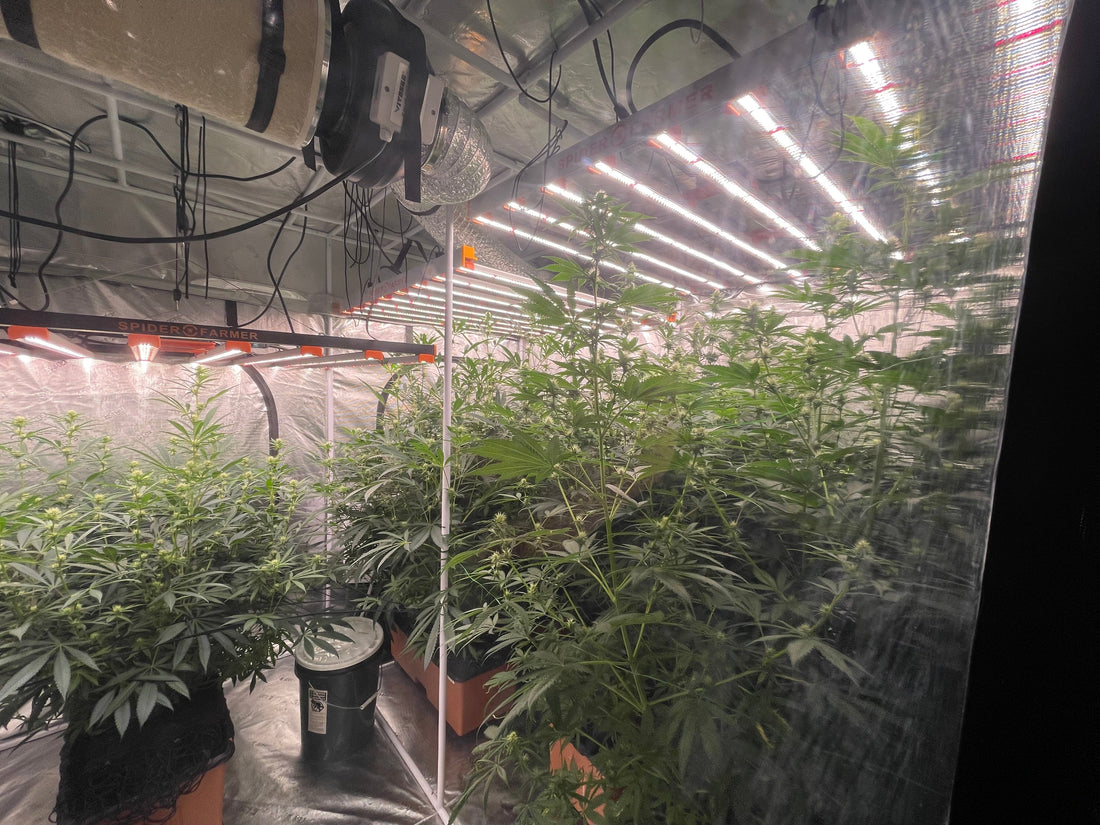 Germination & Grow Space Guide: Lighting, Humidity, and Starting Seeds Right