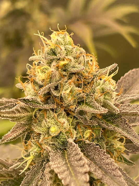 Choosing Cannabis Seeds & Building the Perfect Soil: GRC’s Organic Guide